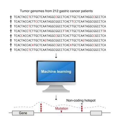 Nat&#160;Commun：人工智能帮助找到导致胃癌的基因突变！