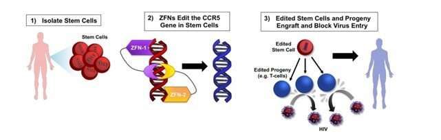 PLoS&#160;Pathog：基因编辑的干细胞有望消除HIV！