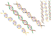 非洲首个大型人类基因组学研究揭示高水平遗传多样性