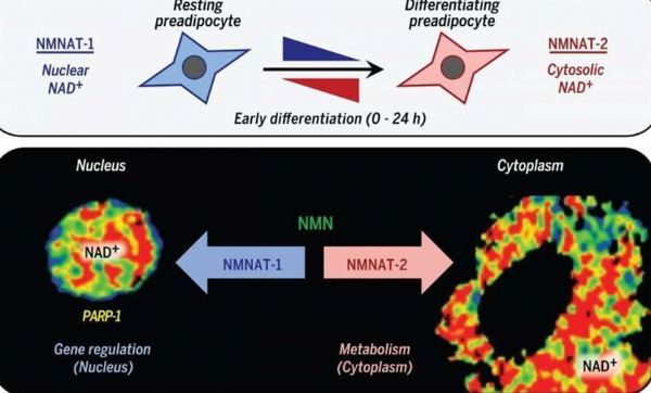 Science：科学家阐明机体细胞糖酵解与基因转录之间的神秘关联