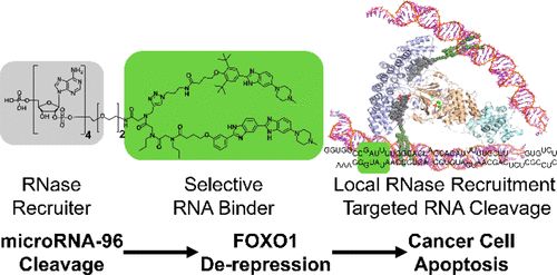 JACS：开发出一种新型基因编辑工具---RIBOTAC