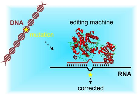 Nat&#160;Methods：开发出一种高效的新型定点RNA编辑方法，可用来替代CRISPR/Cas基因编辑方法