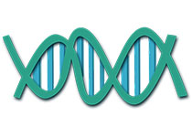 研究人员开发出新型Cas9核酸酶&nbsp;提高基因编辑安全性