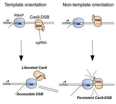 Mol&#160;Cell：揭示CRISPR/Cas9基因编辑为何有时会遭遇失败