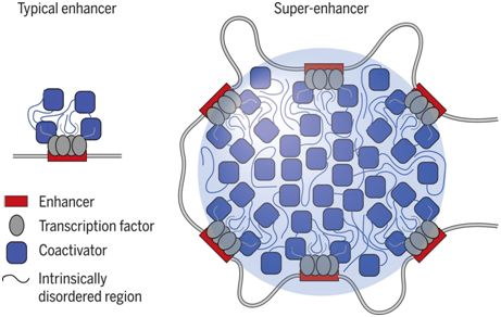 三篇Science揭示相分离与基因转录存在密切关联