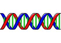 病毒蛋白与基因组RNA&nbsp;构筑DNA-蛋白复合结构多级可控构筑