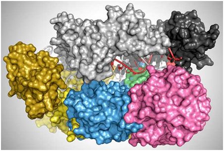 Mol&#160;Cell：新研究让CRISPR基因编辑更加安全和更加精确