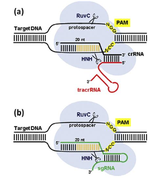 Nature：对人胚胎进行CRISPR/Cas9基因编辑会导致大片段DNA缺失