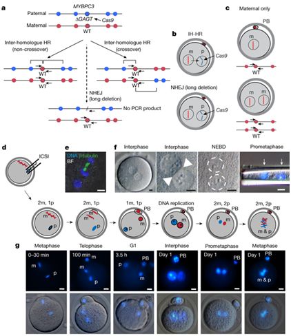 利用CRISPR/Cas9成功地修复人胚胎中的基因突变？多篇Nature论文针锋相对