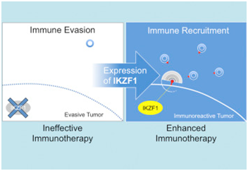 Cell&#160;Systems：操纵IKZF1基因有望增强癌症免疫治疗的疗效