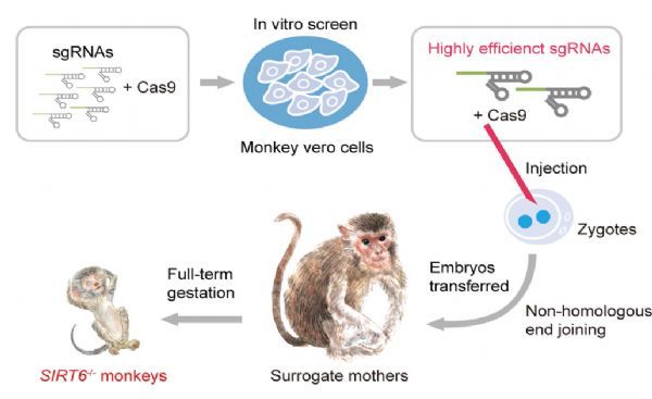 NATURE重大突破：世界首例长寿基因编辑猴模型在中科院诞生