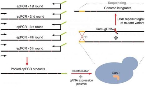 Metab&#160;Eng：开发出基于CRISPR/Cas9的CasPER，高效地对酶进行基因改造