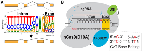 Genome&#160;Biol：利用CRISPR-SKIP移除基因中的特定外显子，有望治疗多种遗传疾病