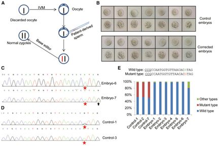 Cell子刊：我国科学家成功利用碱基编辑修复人胚胎中的致病性基因突变