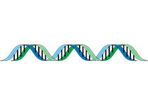 西安交大在《科学》发文揭示鸦片罂粟基因组及吗啡合成原理