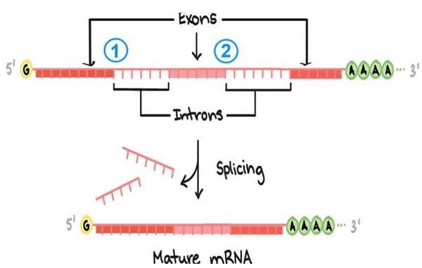 Mol&nbsp;Cell：基因的剪接作用如何影响机体的患病风险