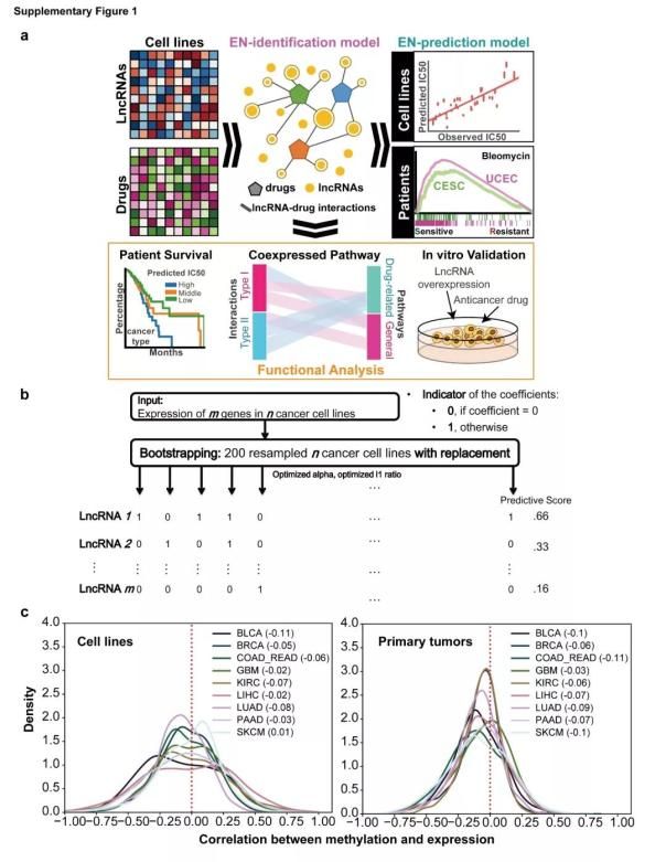 Nature子刊：非编码RNA癌症药物基因组图谱新突破