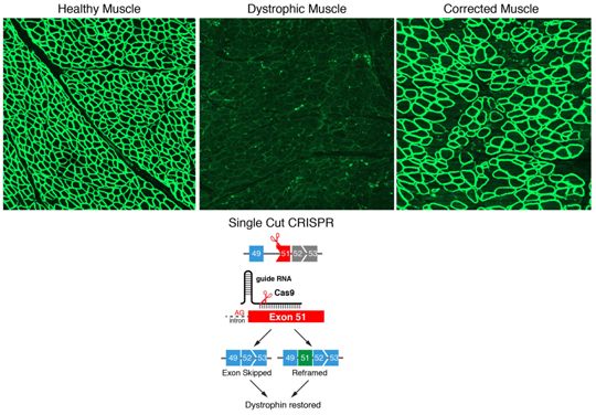 Science：重大进展！利用CRISPR基因编辑技术成功地恢复杜兴氏肌肉萎缩症狗模型中的抗肌萎缩蛋白表达