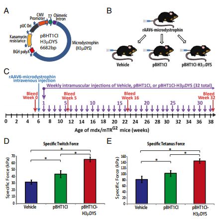 PNAS：基因工程技术帮助研究人员克服基因疗法面临的两大免疫障碍