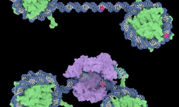 PNAS：核小体或会抑制“基因魔剪”CRISPR-Cas9的切割效率