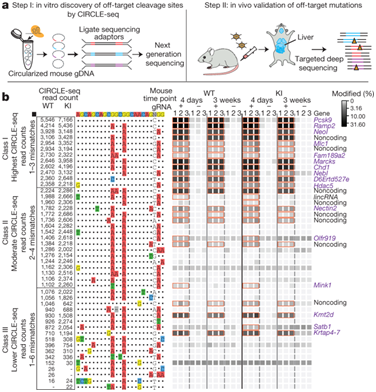 Nature：重磅！新研究使得在体内进行CRISPR/Cas9精准基因组编辑成为可能