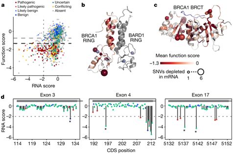 Nature：从功能上对将近4000种BRCA1基因变异体进行分类