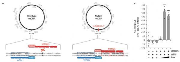 Nat&#160;Med：基因疗法新突破！成功治疗线粒体基因突变疾病