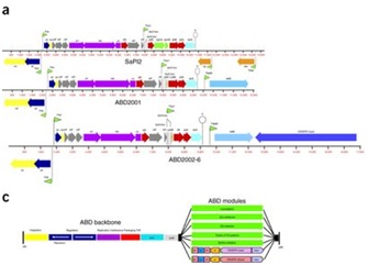 Nat&#160;Biotechnol：将细菌基因组致病岛改造成一种抗葡萄球菌神器