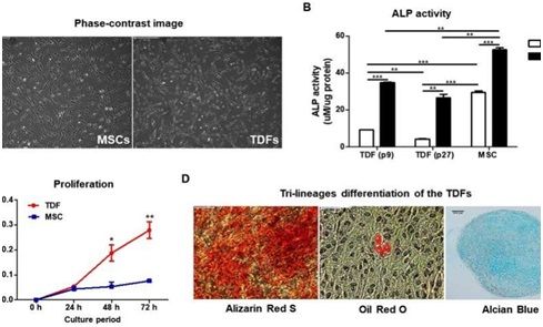 Nature子刊：对源自畸胎瘤的成纤维细胞进行基因改造，可在体内促进骨再生