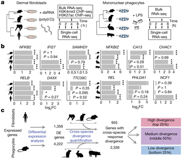 Nature：不同细胞和物种之间的基因表达差异塑造主先天性免疫