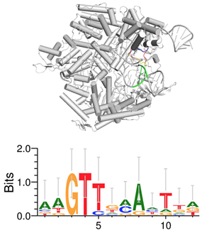 Science子刊：发现一种新的Cas9能够靶向基因组中将近一半的位点