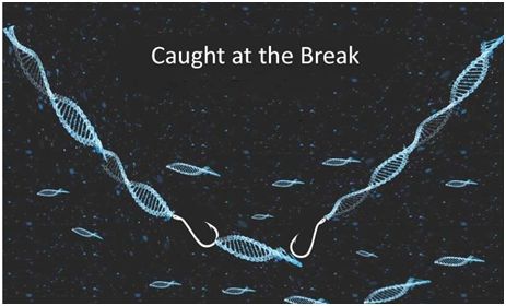 Nature：缺乏Dna2会导致基因跳跃到DNA断裂处