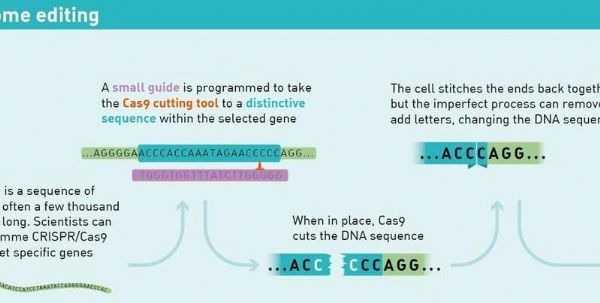 Mol&#160;Cell：科学家破解出新型CRISPR代码&#160;有望更加精准地进行人类基因组编辑