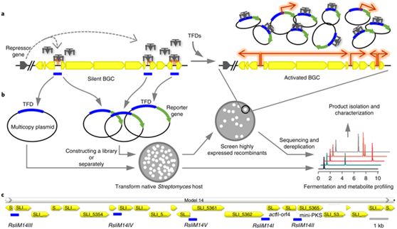 Nat&#160;Chem&#160;Biol：利用转录因子诱饵激活沉默的生物合成基因簇