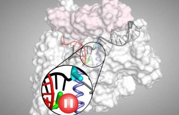 eLife：揭示细胞中基因表达被控制的分子机制