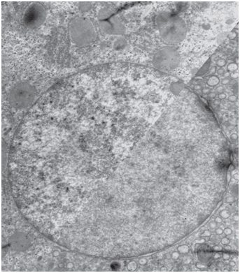 Science：新研究打破人们对基因如何影响早期胚胎发育的常规理解