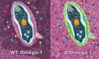 elife：Crispr基因编辑技术有助于治疗寄生虫感染