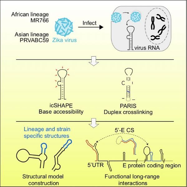 研究解析寨卡病毒基因组RNA二级结构图谱并发现调控RNA病毒传播的新型分子机制