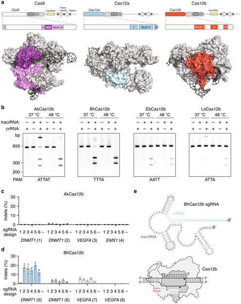 基因编辑大牛张锋新力作！发现第三种CRISPR-Cas系统，显著降低脱靶效应