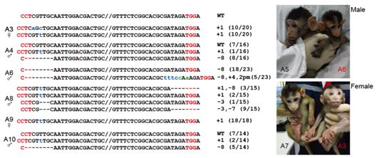 我国科学家成功克隆出5只基因编辑猴子作为生物节律紊乱动物模型