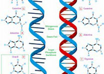 研究人员完成糜子全基因组精细图谱