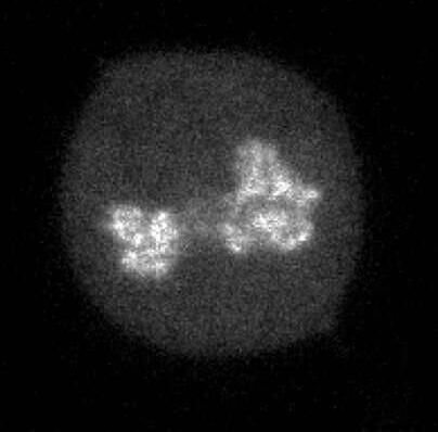 Nat&#160;Commun：揭秘转录因子“勘察”细胞基因组的分子机制