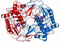 科学家成功破译草莓箭毒蛙基因组