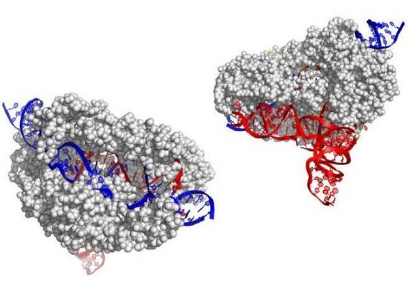 Nature：科学家发现新型的CRISPR基因编辑工具：CasX