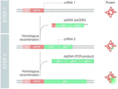 Genetics：嵌套CRISPR利用长片段进行高效的基因组编辑