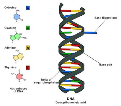 人体临床试验初步结果表明体内基因编辑取得成功