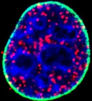 Nat&nbsp;Cell&nbsp;Biol：科学家鉴别出抑癌基因p53的新角色