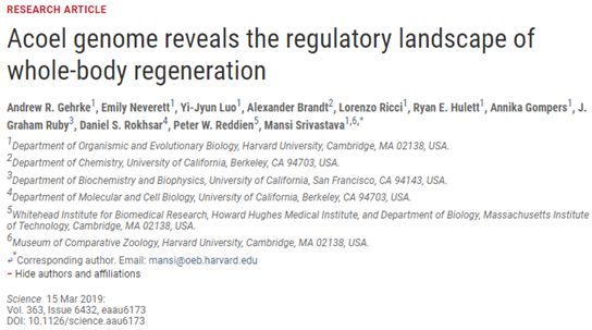 Science：新研究揭示三斑黑豹蠕虫全身再生的基因开关