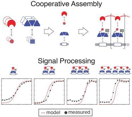 Science：利用协作性的分子组件构建出执行复杂信号处理的合成基因电路