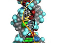 科学家成功解读硬粒小麦全基因组图谱